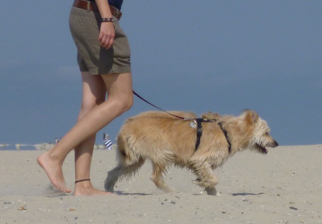 Hund an Leine am Strand auf Borkum