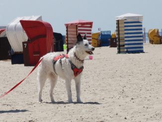 Hund am Hundestrand auf Borkum