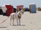 Hund am Hundestrand auf Borkum