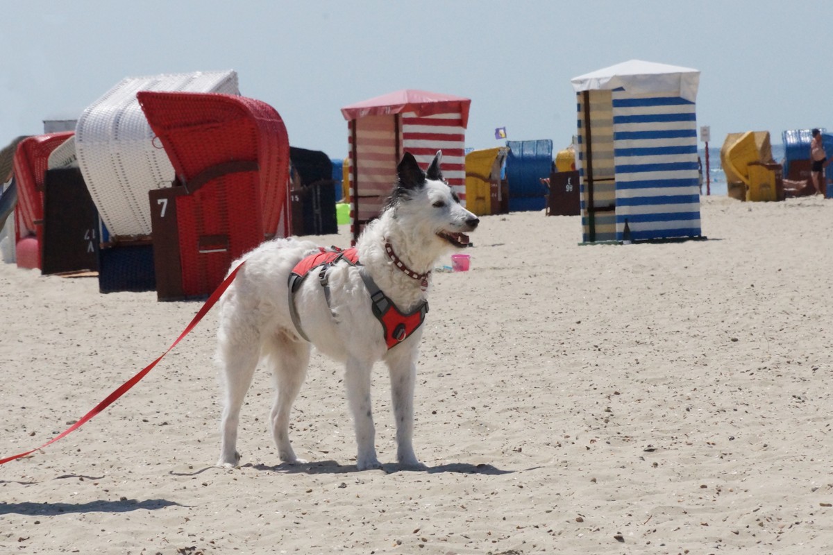 Hund am Hundestrand auf Borkum