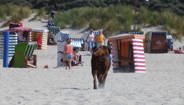 Hund am Hundestrand mit Strandkörben