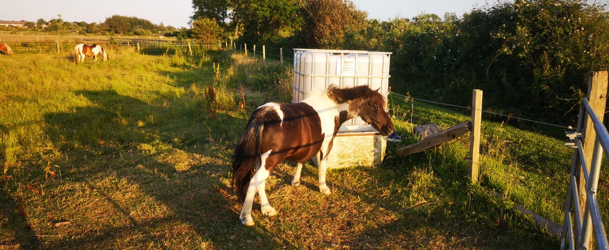 Reiten auf Borkum Pferde auf Wiese