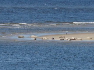 Seehunde vor Borkum