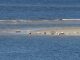 Seehunde vor Borkum