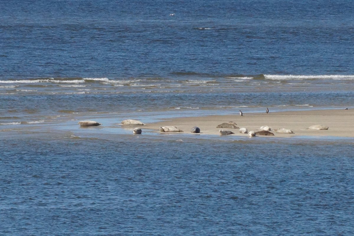 Seehunde vor Borkum