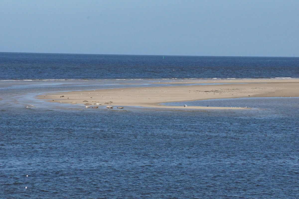 Wattwanderung Borkum